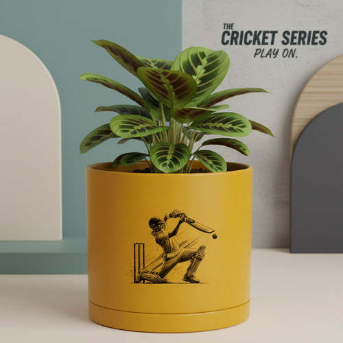 6 inch sticker planter pot with drainage saucer trendy design for indoor plants - size and design view